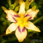 Daylily: Destined To See