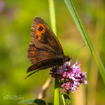 Woodland Ringlet