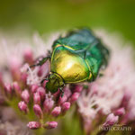 Cetonia aurata, rose chafer