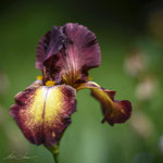 Iris Provencal