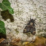 Death's-head Hawk moth