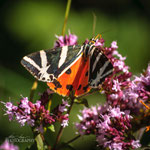 Jersey Tiger, Euplagia quadripunctaria