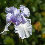 Iris Song of Norway