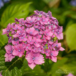Hydrangea