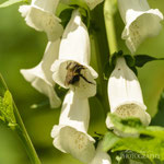 Foxglove