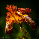 Iris Cayenne Capers
