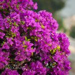 Bougainvillea