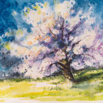 Cherry tree 1 36x48 available