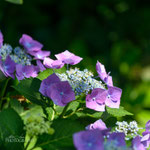 Hydrangea