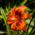 Daylily: Outrageous