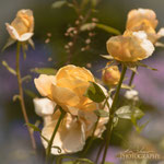 Candlelight Rose.