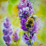 Lavandula 80x80 (on canvas)