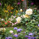 Sunstar Rose