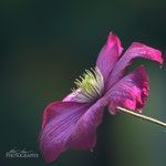 Clematis Ville de Lyon