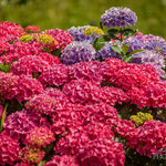 Hydrangea