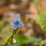 Lycaenidae