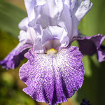 Iris Splashacata