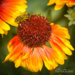 Gaillardia aristata