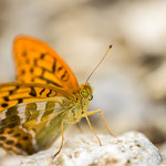 Silver-washed Fritillary(Argynnis paphia)