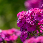 Phlox