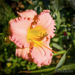 Daylily:Absolute Treasure