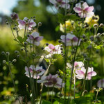 Anemone