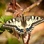Old World Swallowtail 