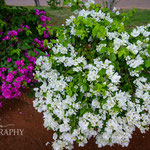 Bougainvillea