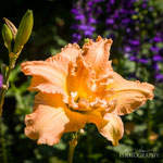 Daylily: Dublin Elain