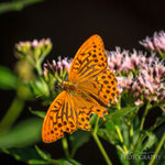 Silver-washed Fritillary(Argynnis paphia)