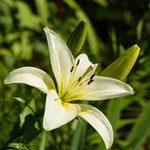 Lily Asiatic "White"