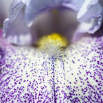 Iris Splashacata