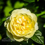 Candlelight Rose.