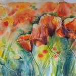 Poppies 34x46 available