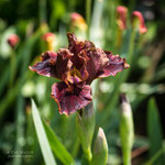Iris Death By Chocolate
