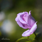 Mainzer Fastnacht Rose