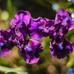 Iris Bourgeois