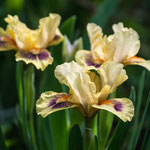 Iris Fingertips