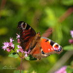  European Peacock