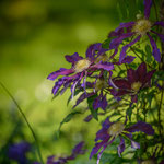 Clematis Vagabond