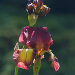 Iris Provencal