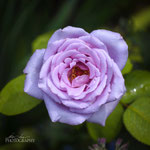 Mainzer Fastnacht Rose