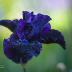 Iris Backuot