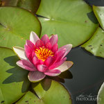 Waterlily