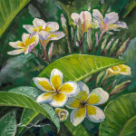 Plumeria 20 x 20