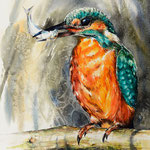 Kingfisher 56x38