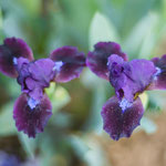 Iris Dark Vader