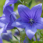 Platycodon