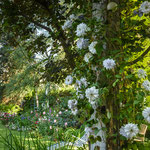 Clematis Belle of Wokingin