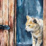 Cat  34x46
